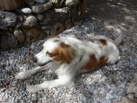 Italien, Cilento, Volpino Hund 