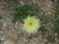 Italien, Cilento, gelber Pippau