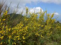 Italien, Cilento, Wanderung Monte Stella, Ginster