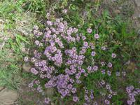 Italien, Cilento, Wanderung Monte Stella