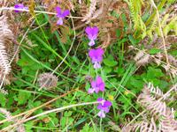 Italien, Cilento, Wanderung Monte Stella, Stiefmütterchen