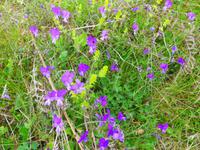 Italien, Cilento, Wanderung Monte Stella, Stiefmütterchen
