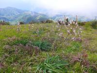 Italien, Cilento, Wanderung Monte Stella, Affodill