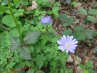 Italien, Cilento, Wanderung Monte Stella, Anemone