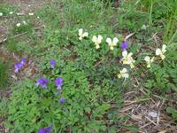 Italien, Cilento, Wanderung Monte Stella, Stiefmütterchen