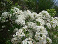 Italien, Cilento, Wanderung Monte Stella, Weißdorn