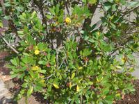 Italien, Cilento, Erdbeerbaum