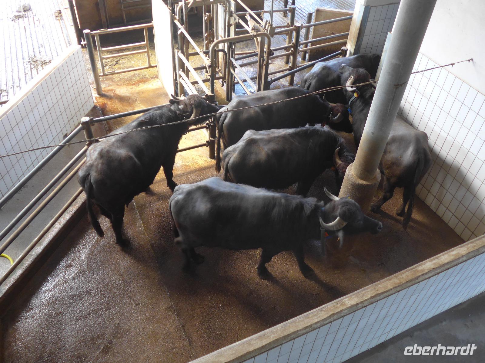 Italien, Paestum, Wasserbüffelfarm Vannulo