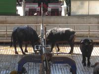 Italien, Paestum, Wasserbüffelfarm Vannulo