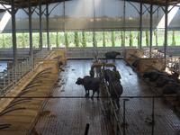 Italien, Paestum, Wasserbüffelfarm Vannulo