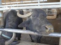 Italien, Paestum, Wasserbüffelfarm Vannulo