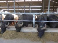 Italien, Paestum, Wasserbüffelfarm Vannulo