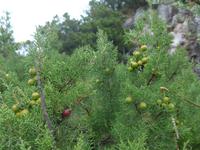 Italien, Phönizischer Wachholder