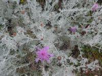 Italien, Heiligenkraut