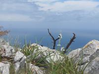 Italien, Wanderung Sorrentinische Halbinsel, Montbretien