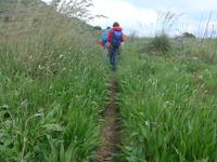 Italien, Wanderung Sorrentinische Halbinsel, Riesenspitzwegerich