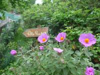 Italien, Wanderung Götterpfad, rosa Zistrosen