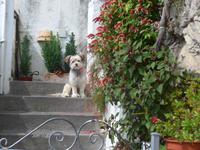 Italien, Wanderung Götterpfad, kein Plüschhund