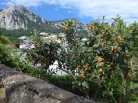 Italien, Capri, Mispel