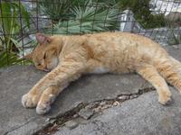 Italien, Capri, Siesta