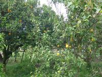 Italien, Capri, Zitronen