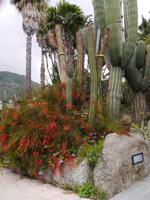 Forio, Park Hotel Terme Mediterraneo