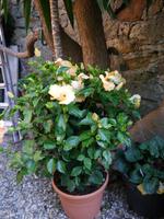 Sestri Levante, Hotel Due Mari