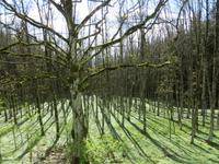 002 Apenninwald im April