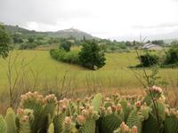 056 umbrische Landschaft bei Trevi
