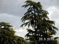 Grüne Papageien nisten in diesem Baum.