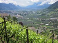 Blick auf Dorf Tirol und Meran