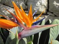 Paradiesvogelblume - botan. Gärten Trauttmannsdorf