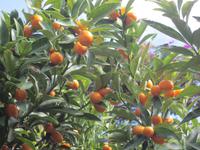 Botan. Gärten Trauttmannsdorf