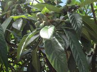 Botan. Gärten Trauttmannsdorf - japan. Wollmispel