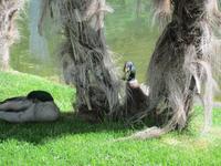 Botan. Gärten Trauttmannsdorf