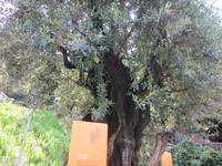 Botan. Gärten Trauttmannsdorf