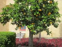 Botan. Gärten Trauttmannsdorf