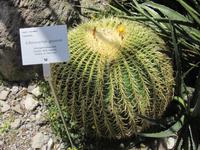 Botan. Gärten Trauttmannsdorf - Schwiegermuttersessel