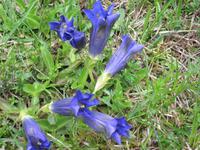 Wegweiser zur Felixer Alm - Enzian