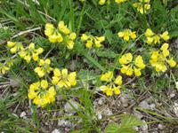 Weg zur Felixer Alm - Schlüsselblume