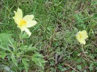 Wegweiser zur Felixer Alm- Annemone