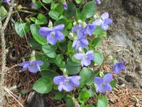 Weg zur Felixer Alm - Veilchen