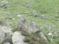 Murmeltiere - mittig auf großem Stein