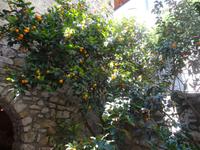 Limone - Limonaia del Castel