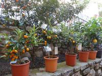 Limone - Limonaia del Castel