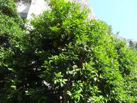 Limone - Limonaia del Castel