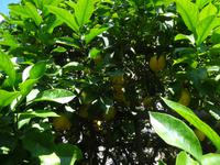 Limone - Limonaia del Castel