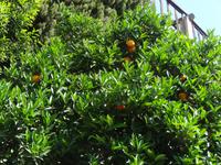 Limone - Limonaia del Castel