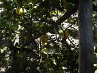 Limone - Limonaia del Castel