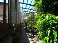 Limone - Limonaia del Castel